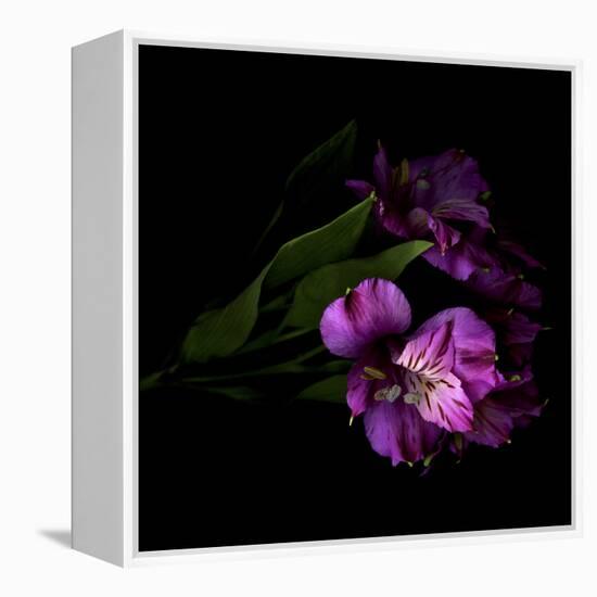 Royalty - Alstroemeria-Magda Indigo-Framed Stretched Canvas