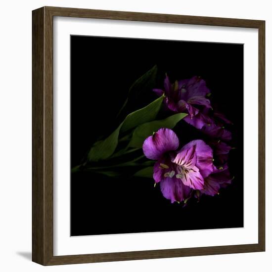 Royalty - Alstroemeria-Magda Indigo-Framed Photographic Print