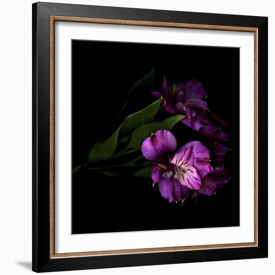 Royalty - Alstroemeria-Magda Indigo-Framed Photographic Print