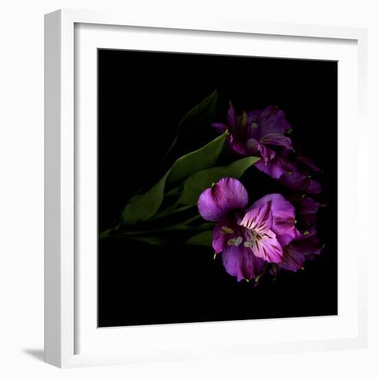 Royalty - Alstroemeria-Magda Indigo-Framed Photographic Print