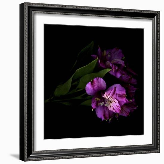 Royalty - Alstroemeria-Magda Indigo-Framed Photographic Print