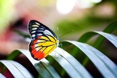 Colorful Butterfly Resting on the Palm Tree Leaf in Thailand.-Rrrainbow-Photographic Print