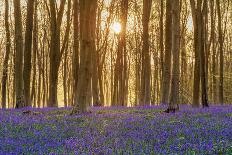 Sunlight Bursting Through Trees Just after Dawn in Beech Woodland Full of Bluebells-Rtimages-Premier Image Canvas