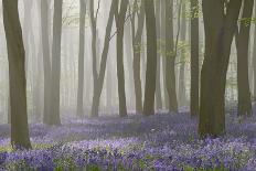 Sunlight Bursting Through Trees Just after Dawn in Beech Woodland Full of Bluebells-Rtimages-Laminated Photographic Print