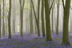 Sunlight Bursting Through Trees Just after Dawn in Beech Woodland Full of Bluebells-Rtimages-Photographic Print