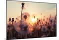 Photographic Print