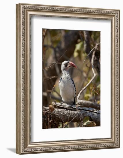 Ruaha hornbill (Ruaha red-billed hornbill) (Tanzanian red-billed hornbill) (Tockus ruahae), Ruaha N-James Hager-Framed Photographic Print