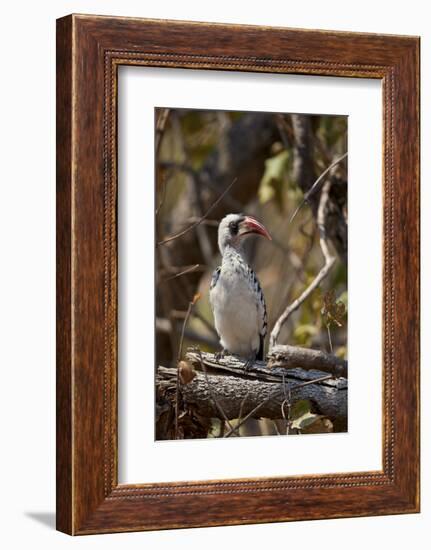 Ruaha hornbill (Ruaha red-billed hornbill) (Tanzanian red-billed hornbill) (Tockus ruahae), Ruaha N-James Hager-Framed Photographic Print