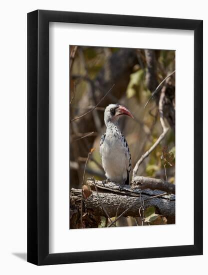 Ruaha hornbill (Ruaha red-billed hornbill) (Tanzanian red-billed hornbill) (Tockus ruahae), Ruaha N-James Hager-Framed Photographic Print