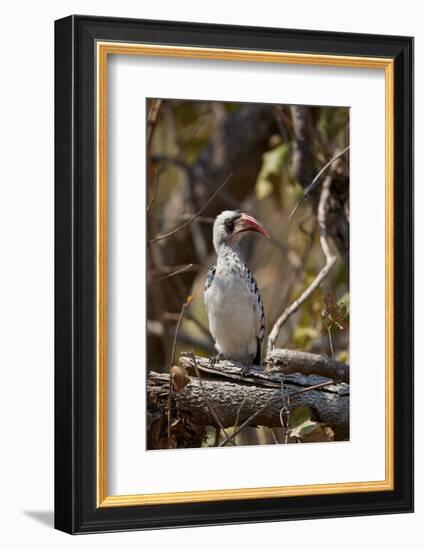 Ruaha hornbill (Ruaha red-billed hornbill) (Tanzanian red-billed hornbill) (Tockus ruahae), Ruaha N-James Hager-Framed Photographic Print