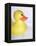 Rubber Duck-Lawrence Lawry-Framed Premier Image Canvas