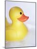 Rubber Duck-Lawrence Lawry-Mounted Photographic Print