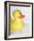 Rubber Duck-Lawrence Lawry-Framed Photographic Print