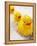 Rubber Ducks in Bath-John Miller-Framed Premier Image Canvas