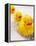 Rubber Ducks in Bath-John Miller-Framed Premier Image Canvas