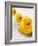 Rubber Ducks in Bath-John Miller-Framed Photographic Print