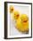 Rubber Ducks in Bath-John Miller-Framed Photographic Print