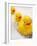 Rubber Ducks in Bath-John Miller-Framed Photographic Print