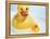 Rubber Ducks-Lawrence Lawry-Framed Premier Image Canvas