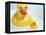 Rubber Ducks-Lawrence Lawry-Framed Premier Image Canvas