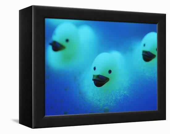 Rubber Ducks-Lawrence Lawry-Framed Premier Image Canvas