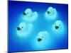 Rubber Ducks-Lawrence Lawry-Mounted Photographic Print