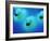 Rubber Ducks-Lawrence Lawry-Framed Photographic Print
