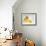 Rubber Ducks-Lawrence Lawry-Framed Photographic Print displayed on a wall