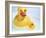 Rubber Ducks-Lawrence Lawry-Framed Photographic Print