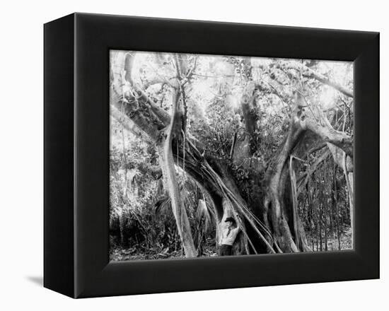 Rubber Tree, Lake Worth, Fla.-null-Framed Stretched Canvas