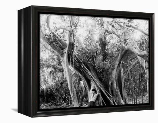 Rubber Tree, Lake Worth, Fla.-null-Framed Stretched Canvas