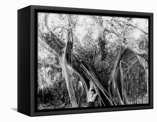 Rubber Tree, Lake Worth, Fla.-null-Framed Stretched Canvas