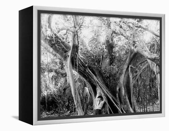 Rubber Tree, Lake Worth, Fla.-null-Framed Stretched Canvas