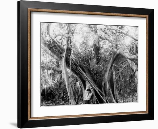 Rubber Tree, Lake Worth, Fla.-null-Framed Photo