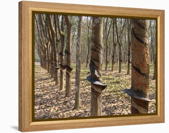 Rubber Tree Plantation-Bjorn Svensson-Framed Premier Image Canvas