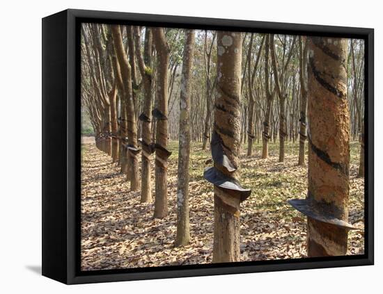 Rubber Tree Plantation-Bjorn Svensson-Framed Premier Image Canvas