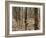 Rubber Tree Plantation-Bjorn Svensson-Framed Photographic Print