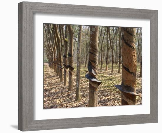 Rubber Tree Plantation-Bjorn Svensson-Framed Photographic Print