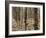 Rubber Tree Plantation-Bjorn Svensson-Framed Photographic Print