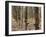 Rubber Tree Plantation-Bjorn Svensson-Framed Photographic Print