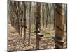 Rubber Tree Plantation-Bjorn Svensson-Mounted Photographic Print