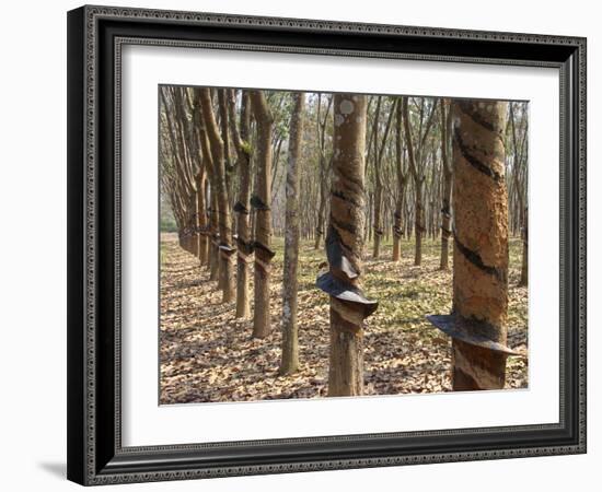 Rubber Tree Plantation-Bjorn Svensson-Framed Photographic Print