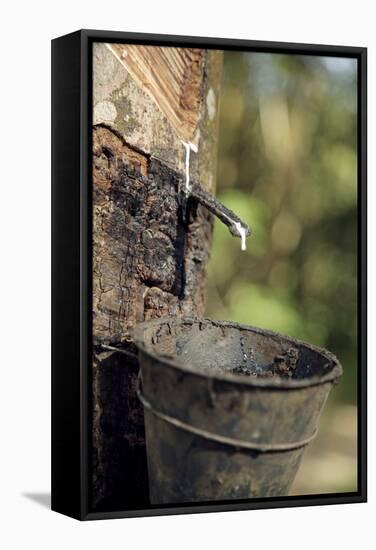 Rubber Trees (Hevea Brasiliensis)-Bjorn Svensson-Framed Premier Image Canvas