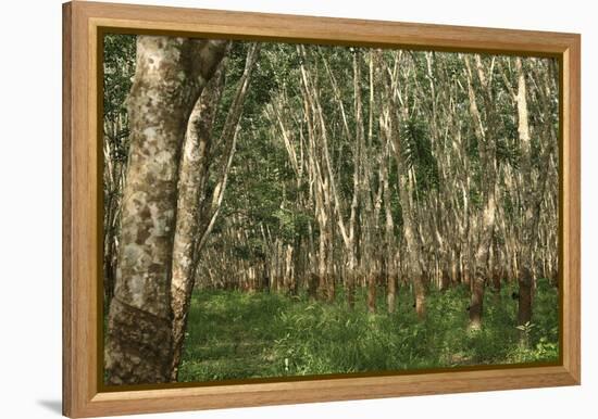 Rubber Trees (Hevea Brasiliensis)-Bjorn Svensson-Framed Premier Image Canvas