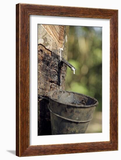 Rubber Trees (Hevea Brasiliensis)-Bjorn Svensson-Framed Photographic Print