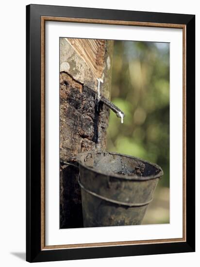 Rubber Trees (Hevea Brasiliensis)-Bjorn Svensson-Framed Photographic Print