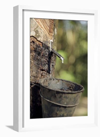 Rubber Trees (Hevea Brasiliensis)-Bjorn Svensson-Framed Photographic Print