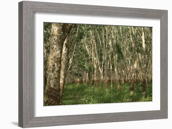 Rubber Trees (Hevea Brasiliensis)-Bjorn Svensson-Framed Photographic Print