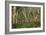 Rubber Trees (Hevea Brasiliensis)-Bjorn Svensson-Framed Photographic Print