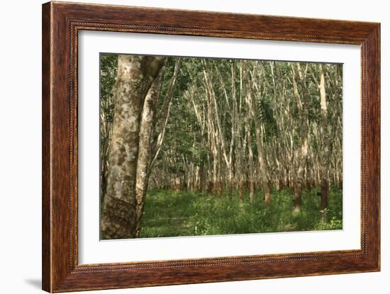 Rubber Trees (Hevea Brasiliensis)-Bjorn Svensson-Framed Photographic Print